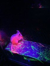 Deer mouse in fluorescent powder by Midwesternmouse