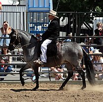 A dark gray horse with a rider in traditional Spanish attire moving at a walk, the tail is carried low and close to the body