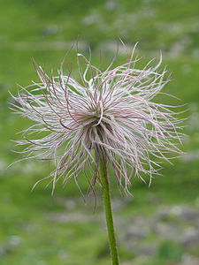 Fruit of the Pulsatilla alpina, by SiameseTurtle