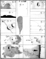 於 2005年6月14日 (二) 19:31 版本的縮圖