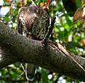 Immature feeding on Calotes versicolor