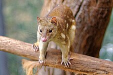 Tiger quoll (Dasyurus maculatus)