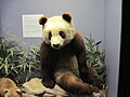 大熊貓「蘇琳（英語：Su Lin (1930s giant panda)）」