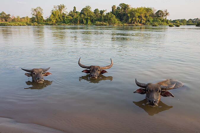 Water Buffalo