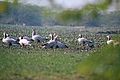 Bar-headed goose flock