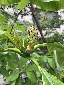 An unripe fruit.