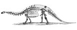 Skeletal restoration of Brontosaurus excelsus, by Othniel Charles Marsh, 1896