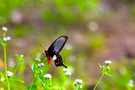 Butterfly flowers in the afternoon sun 05