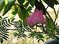 Calliandra heamatocephala