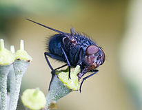 Bluebottle fly (Calliphora vomitoria)