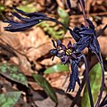 Young, flowering shoot of deep-purple-flowered form (leaves still tightly furled)