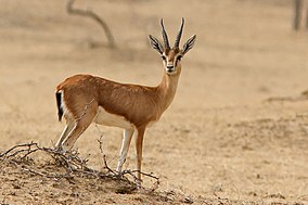 A chinkara