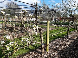 Pleached apple trees in bloom