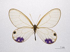 指名绡眼蝶另一个亚种 Cithaerias andromeda esmeralda