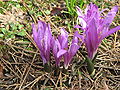 Colchicum bulbocodium