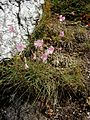 Dianthus sylvestris