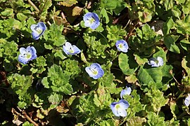 Bird's-eye speedwell of Hinton