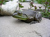 Frog on a rock.