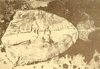 #121 (?/9/1948) The same specimen with its mantle cut open, showing the central gladius (internal shell remnant) (Allan, 1948:307, fig.)