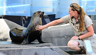 Australian fur seal with a zookeeper