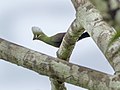 Green Turaco