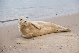 Grey seal on the beach