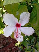 大花秋葵 Hibiscus grandiflorus