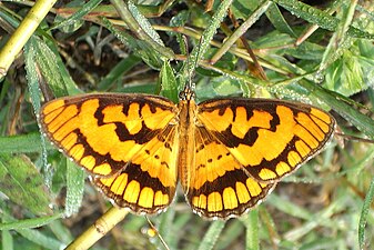 Dorsal view