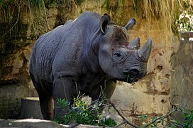 Rhinoceros