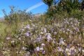 Phacelia fremontii