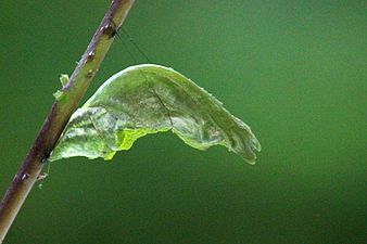 Pupa