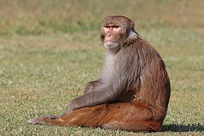 Rhesus macaque Macaca mulatta ♂ Nepal
