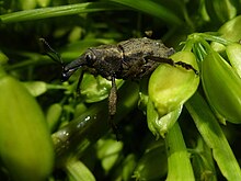 Coxella weevil on Mangere Island