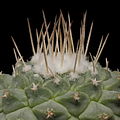 Spines