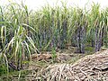 Image 4South Florida's climate is ideal for growing sugarcane. (from Geography of Florida)