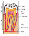 Used in en:Tooth, en:Dentin, en:Dentistry, it:Dente (trans), fr:Dent (trans), id:Gigi, he:שן (trans), mk:Заб (trans), pl:Ząb (trans), etc, all over the project