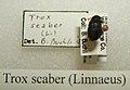 Trox scaber