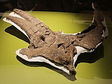 Albertaceratops skull