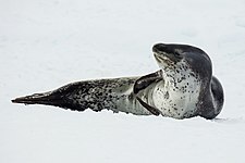 Leopard seal (Hydrurga leptonyx)