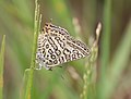 Ventral view (male)