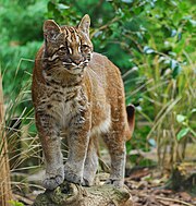 Tawny cat facing the viewer