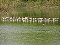 Bar-headed geese at Sukhna lake