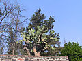 一种墨西哥野生仙人掌，形状与一般常见的品种差异很大