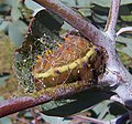 Caterpillar spinning its silken cocoon on a eucalyptus twig