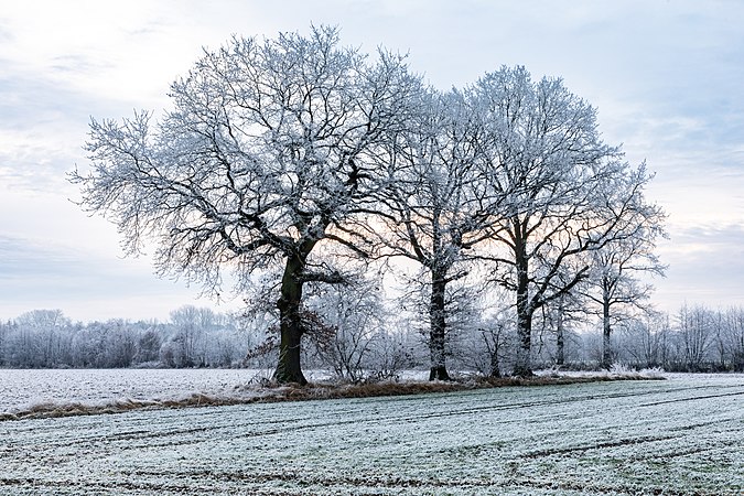 图为一群树木，摄于德国北莱茵-威斯特法伦州迪尔门的基希施皮尔区辖下的德尔内坎普村。