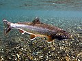 Dolly Varden trout