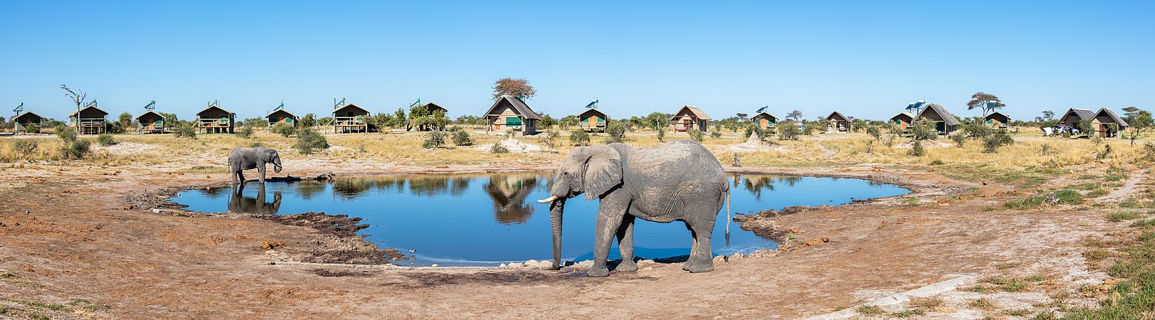 圖為非洲草原象（Loxodonta africana），攝於博茨瓦納的大象砂地旅館。