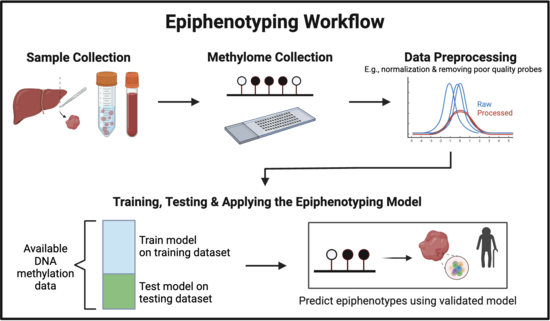 General methodology of epiphenotyping