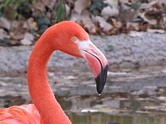 Flamingo at the zoo