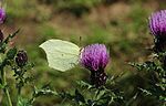 on Cirsium japonicum, Mount Ibuki, Shiga prefecture, Japan.